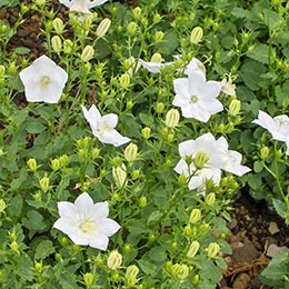 Campanula carpatica alba